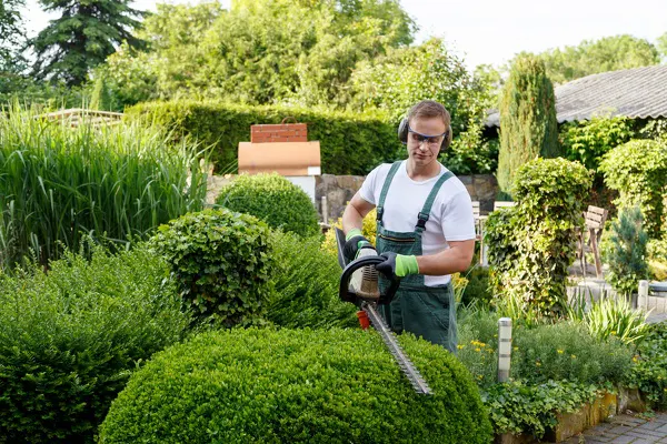 Bush Trimming Bush Trimming